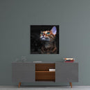Tableau en verre - Chaton Chat - Cam tablo - Yavru Kedi - Glasbild - Kätzchen Katze